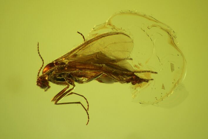 Detailed Fossil Fungus Gnat (Diptera) In Baltic Amber #135050